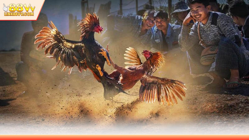 Các loại hình chọi kê có tại trường gà Mộc Bài