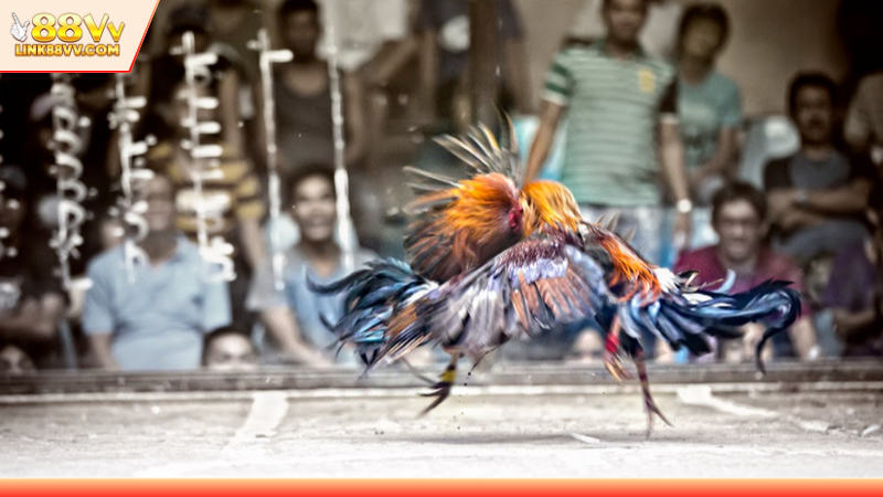 Điểm mạnh tạo nên sức hút khó cưỡng của sảnh cược