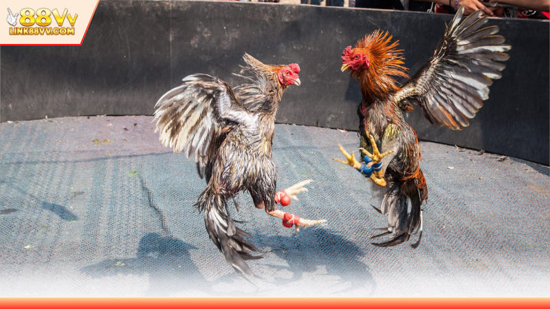 Giới thiệu sơ lược trường đấu chọi kê hấp dẫn