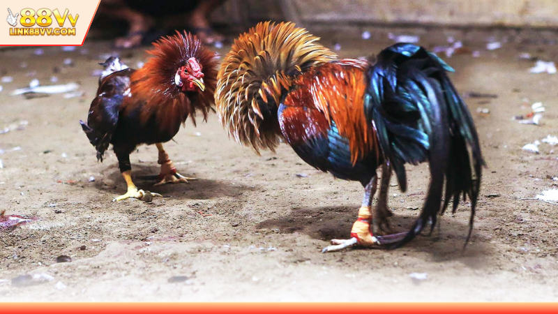 Hướng dẫn chọn giống gà hiệu quả cho thi đấu