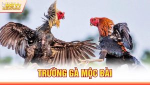 Trường Gà Mộc Bài