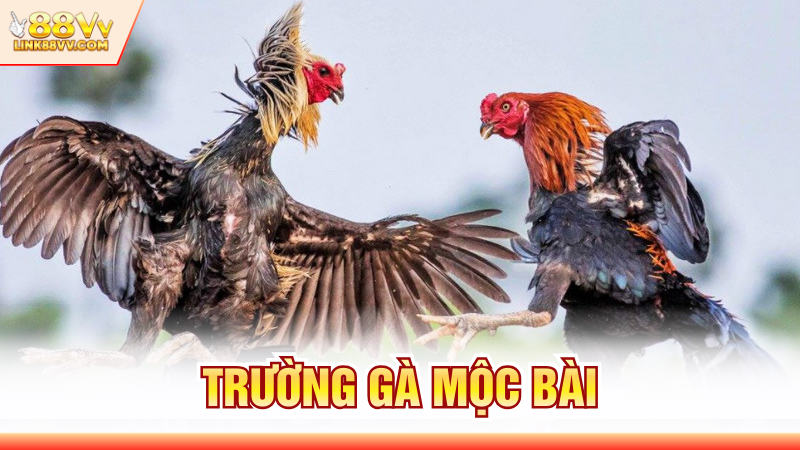 Trường Gà Mộc Bài